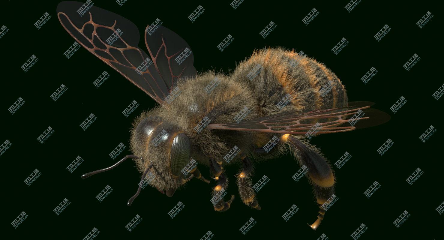 images/goods_img/2021040234/Bee Rigged and Animated/5.jpg